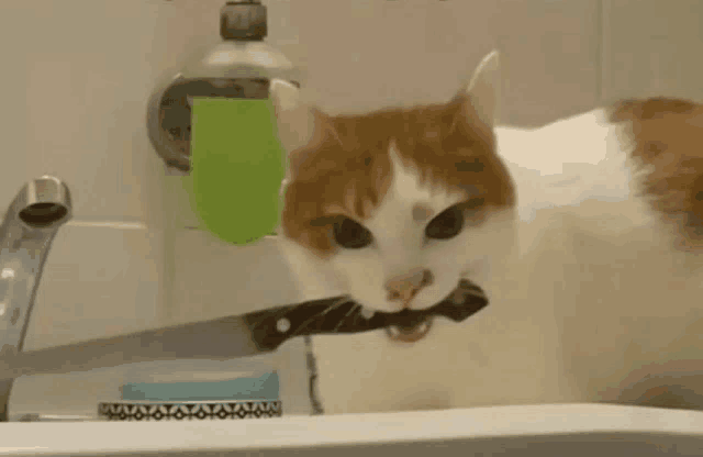 Cat Knife